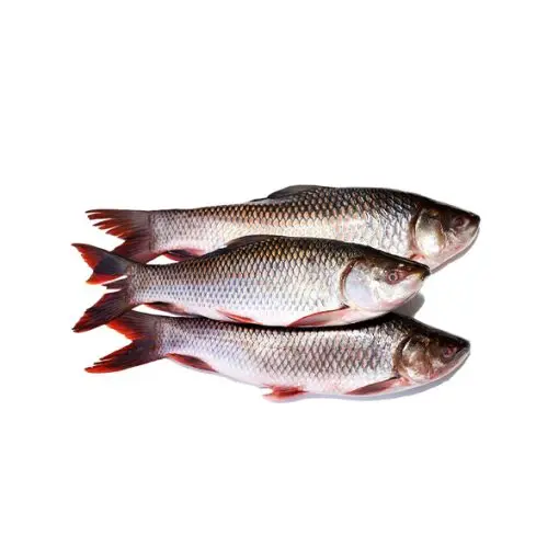 Rohu Fish 2KG -3KG